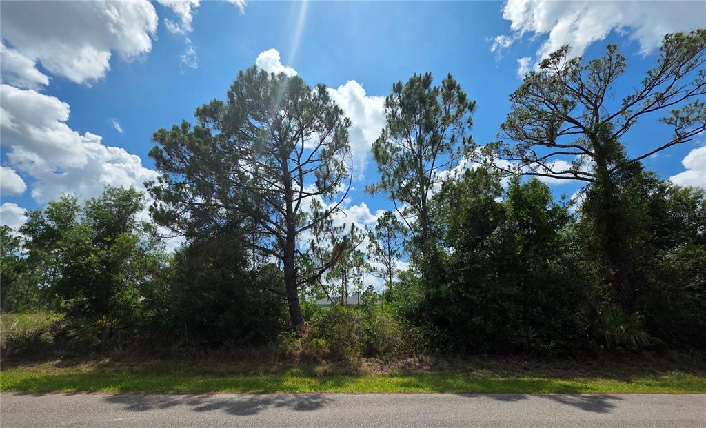 A paved road runs in front of a wooded lot with several tall pine trees — 93 HOLLOMAN STREET, PORT CHARLOTTE, FL