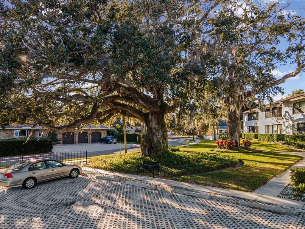 A large oak tree with Spanish moss stands in a parking area near residential buildings — 413 S BAYSHORE BOULEVARD UNIT 4, SAFETY HARBOR, FL