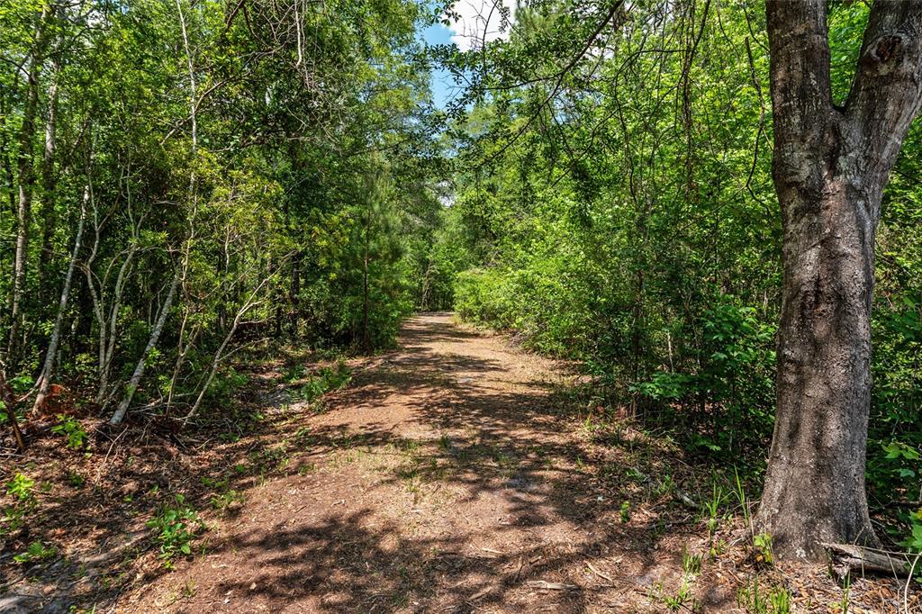 A dirt path leads through a dense, sunlit forest with mature trees and green foliage — 4814 NW 244 AVENUE, ALACHUA, FL