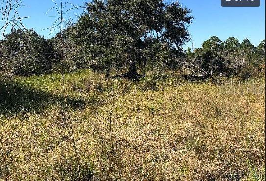A large oak tree stands in the center of an overgrown, grassy field under blue skies — HWY 60 E, LAKE WALES, FL