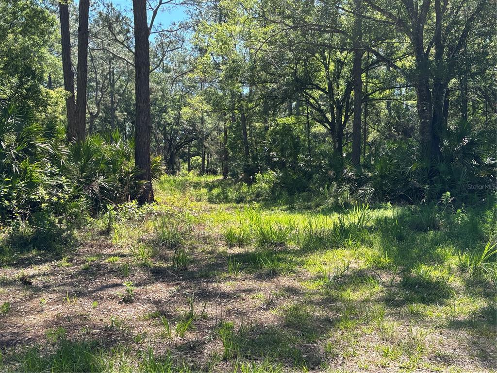 A wooded lot with tall pine trees, palmettos, and patches of grass under a blue sky — 00 COUNTY ROAD 90 E, BUNNELL, FL