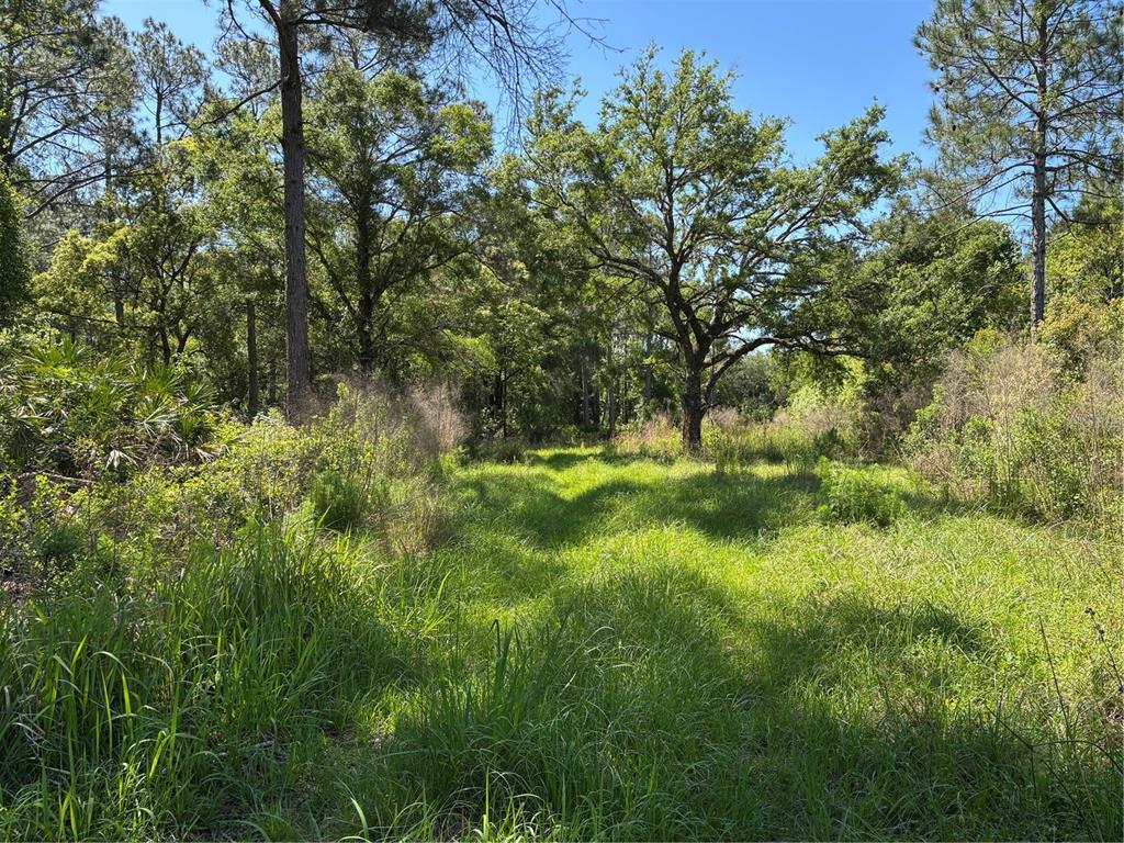 A grassy clearing surrounded by a mix of pine and oak trees under a blue sky — 00 COUNTY ROAD 90 E, BUNNELL, FL