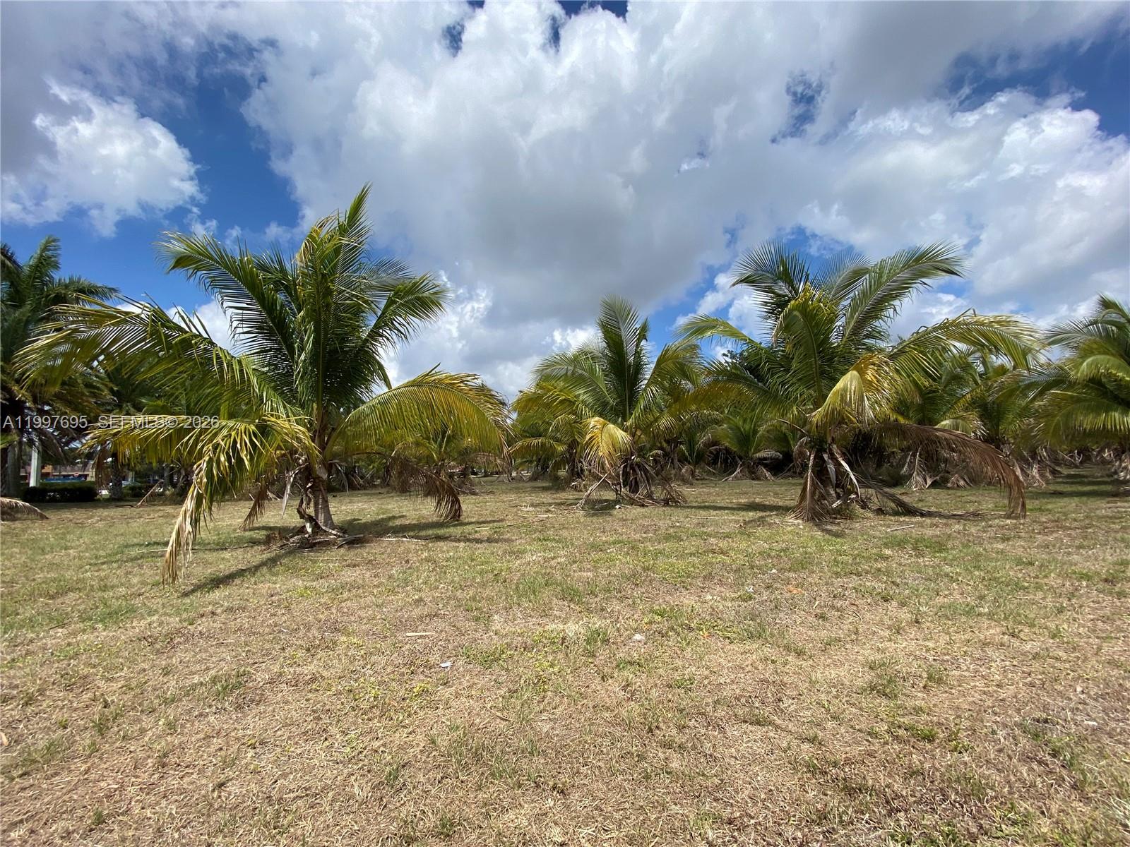 A grassy field contains several palm trees under a blue sky with white clouds — 4411 Forest Hill Blvd, Palm Springs FL 33406, PALM SPRINGS, FL