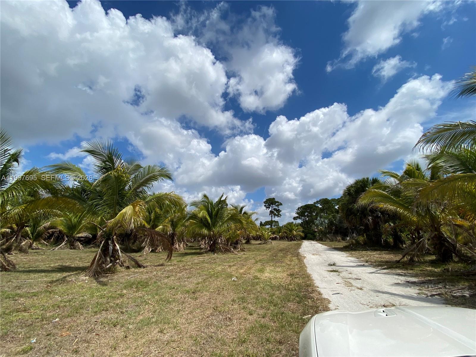 A dirt path leads through a field of palm trees under a blue, cloudy sky — 4411 Forest Hill Blvd, Palm Springs FL 33406, PALM SPRINGS, FL