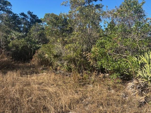 A view of a grassy, undeveloped lot with dense trees and shrubs under a blue sky — 42260 93rd Avenue, Vero Beach FL 32966, VERO BEACH, FL