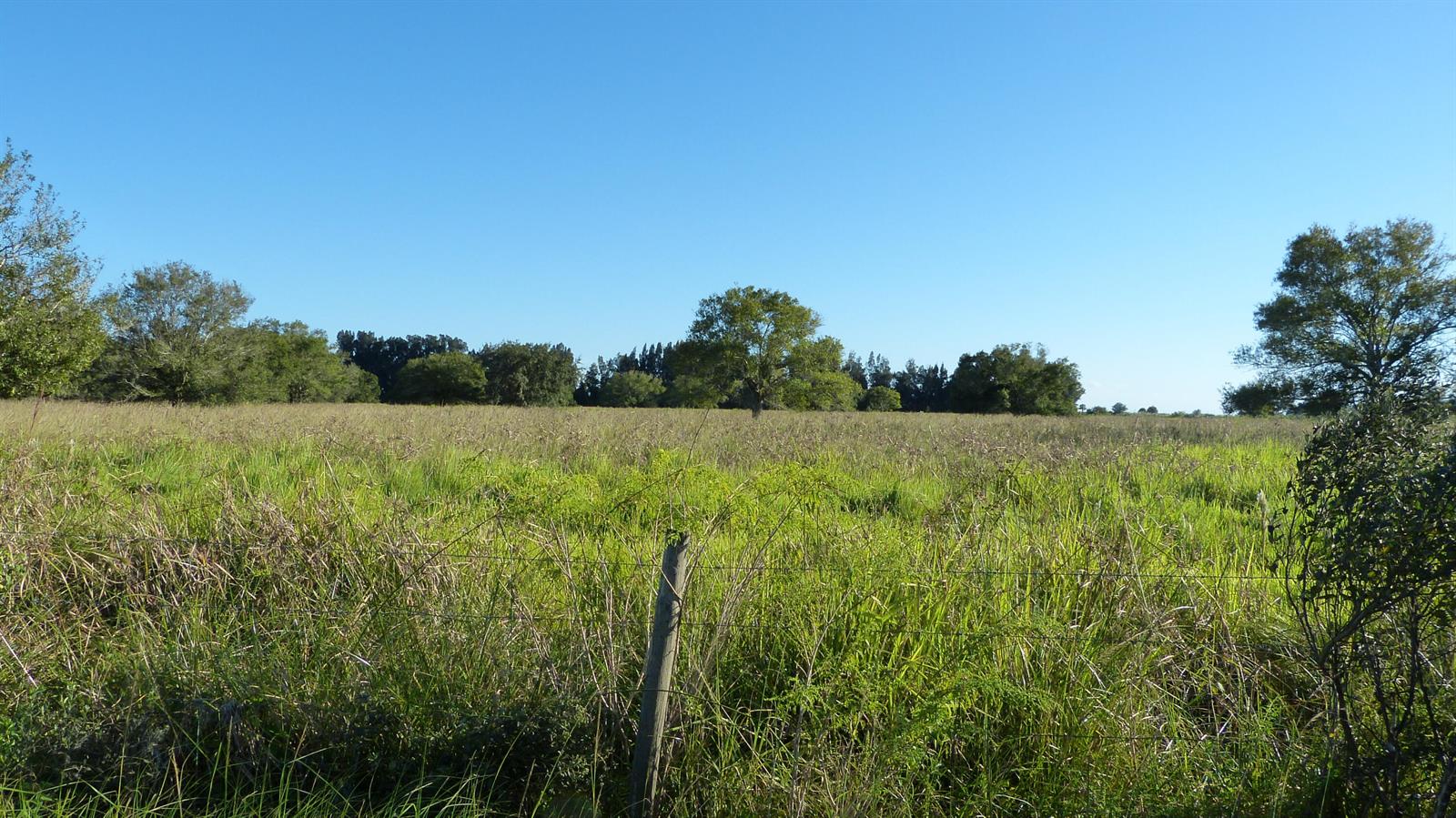 A wire fence stands in the foreground of a large, grassy field with scattered trees — Tbd Pineapple Lane, Fort Pierce FL 34945, FORT PIERCE, FL