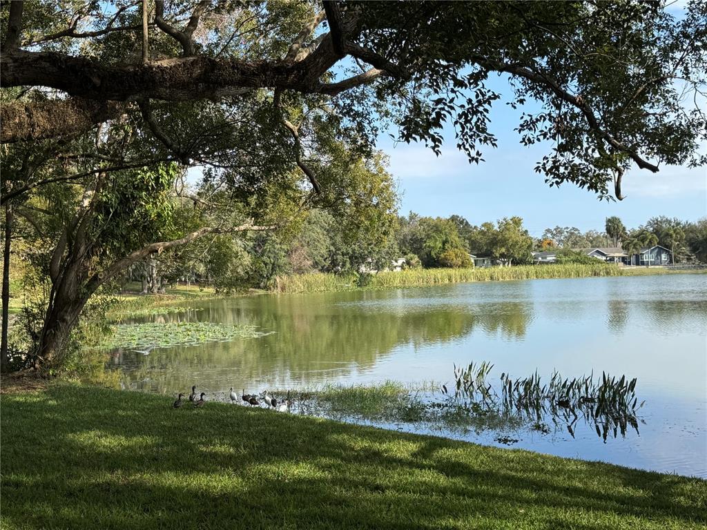 A grassy bank overlooks a calm lake with lily pads and a group of ducks — 2943 EAGLE LAKE DRIVE, ORLANDO, FL