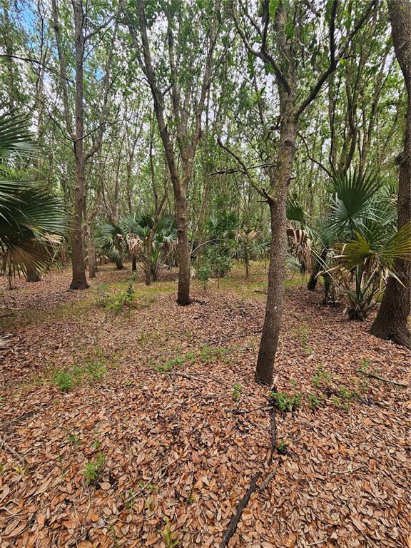 A wooded lot features tall trees and scattered palmetto plants over a leaf-covered ground — 601 HOWARD AVENUE, OVIEDO, FL