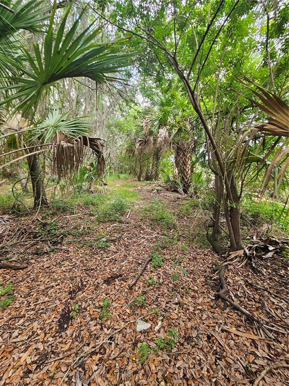 A wooded path winds through a dense forest filled with palm trees and fallen leaves — 601 HOWARD AVENUE, OVIEDO, FL