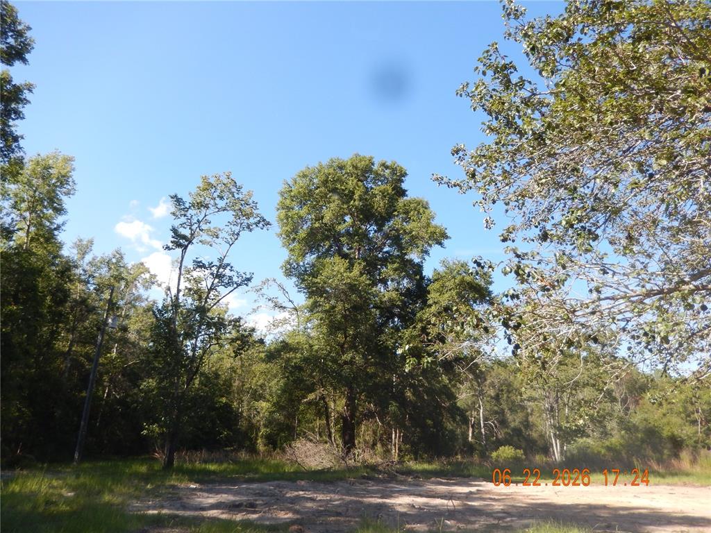 A dirt clearing sits in front of a dense forest of mature trees — 761 SW SUNVIEW STREET, FORT WHITE, FL
