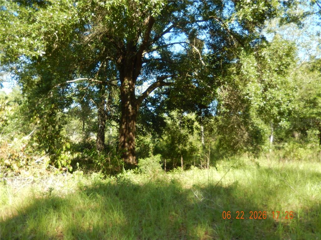 A large, mature tree stands in a grassy, wooded lot under a bright sky — 761 SW SUNVIEW STREET, FORT WHITE, FL