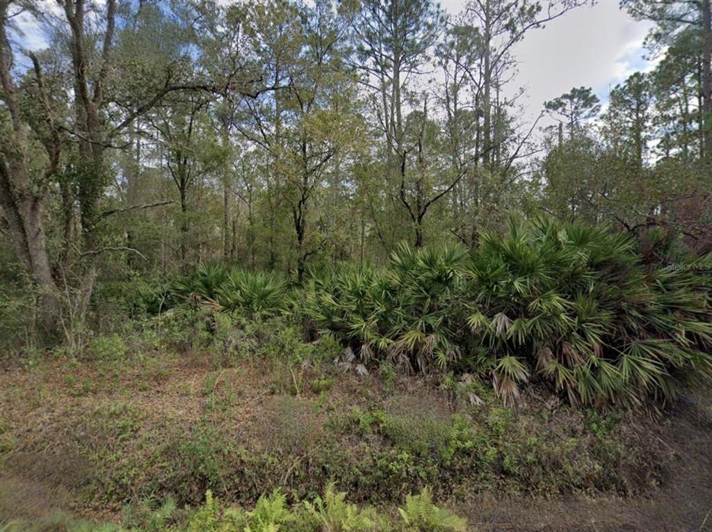 A wooded lot features dense green vegetation, palmetto bushes, and tall pine trees — 9740 POCKLINGTON AVENUE, HASTINGS, FL
