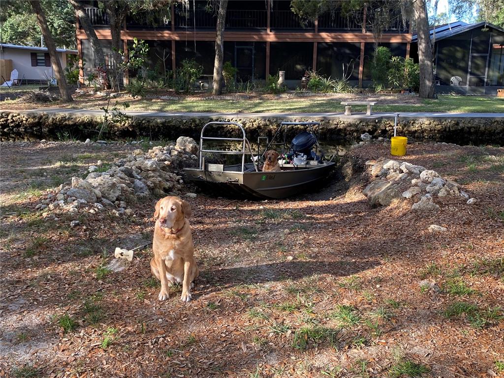 A golden dog sits on a grassy yard in front of a boat in a canal — 14272 W SUTTON COURT, CRYSTAL RIVER, FL