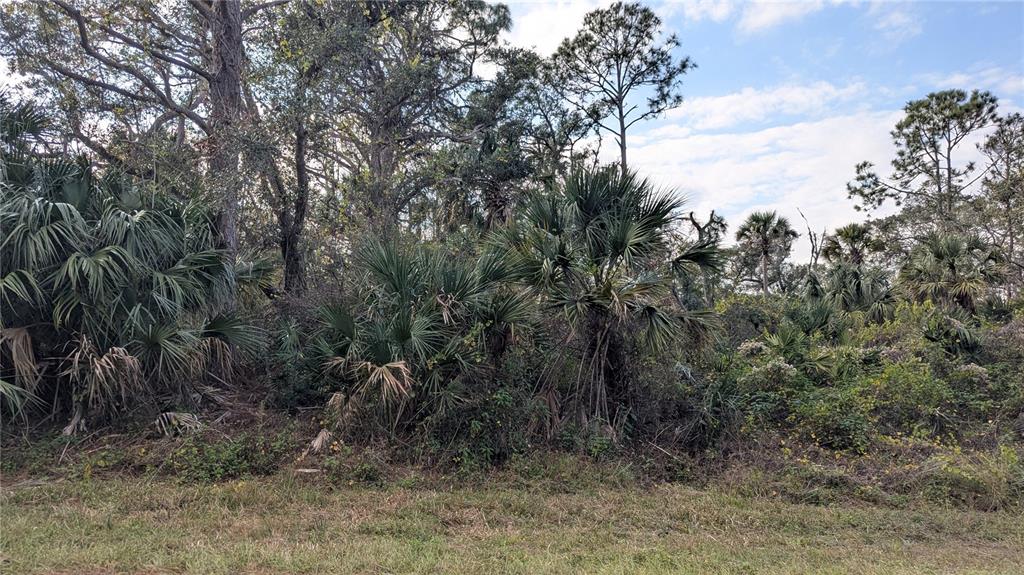 A dense, wooded lot features various palm trees and tall pine trees under a cloudy sky — 107 JUPER STREET, PORT CHARLOTTE, FL