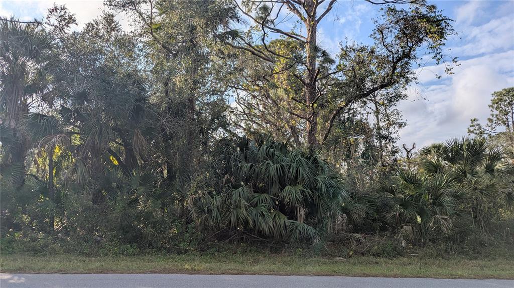 A wooded lot with dense vegetation, palm trees, and tall pines borders a paved road — 107 JUPER STREET, PORT CHARLOTTE, FL