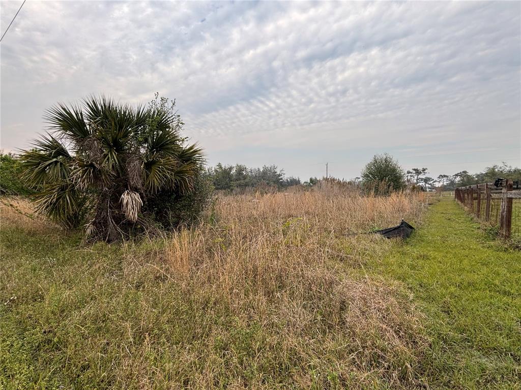 A large palm tree stands in a grassy, overgrown field bordered by a wooden fence — 31083 PEACE STREET, PUNTA GORDA, FL