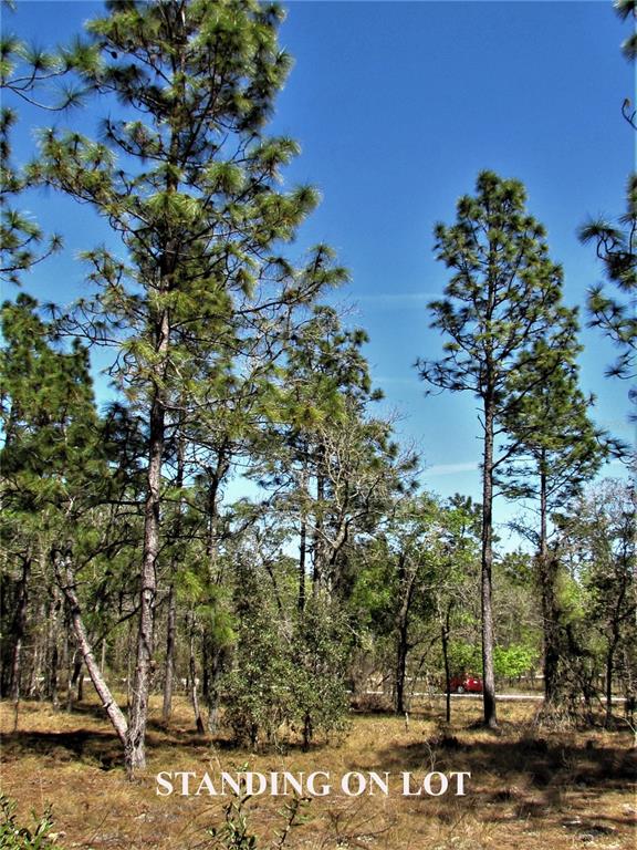 A wooded lot features tall pine trees under a clear blue sky — LOMBARDY LANE, DUNNELLON, FL