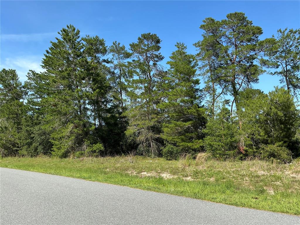 A paved road runs alongside a grassy lot bordered by a dense line of pine trees — TBD SW 35TH AVENUE ROAD, OCALA, FL