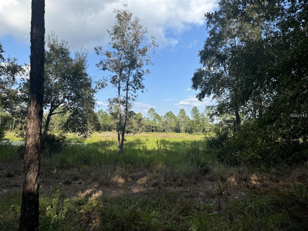 A view of a grassy field surrounded by trees under a blue sky — TBD NE 150TH AVE ROAD LOT 5, FORT MC COY, FL
