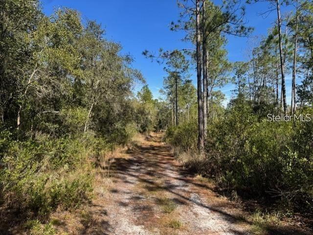 A dirt path leads through a wooded area with tall pine trees under a clear sky — TBD NE 150TH AVE ROAD LOT 5, FORT MC COY, FL