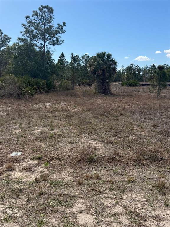 A vacant, sandy lot features scattered dry grass, a palm tree, and pine trees — 1511 COLUMBUS AVENUE, LEHIGH ACRES, FL