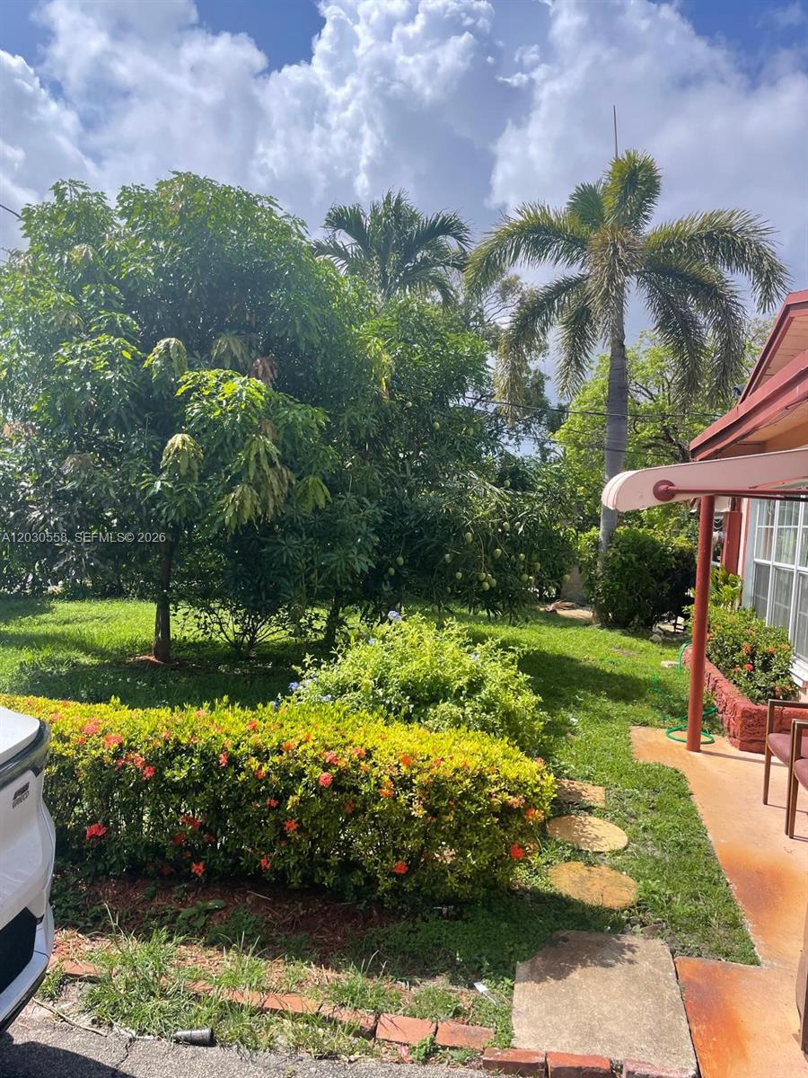 A view of a grassy backyard with a large mango tree and a palm tree — 691 NW 20th Ct, Pompano Beach FL 33060, POMPANO BEACH, FL