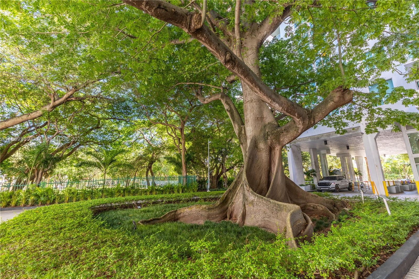 A large, mature tree with prominent buttress roots stands in a landscaped garden beside a building — 1861 NW S River Dr # 406, Miami FL 33125, MIAMI, FL