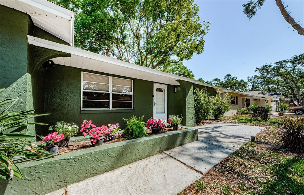 A green stucco house exterior features a concrete walkway, a small garden bed, and trees — 7241 56TH AVENUE N, ST PETERSBURG, FL