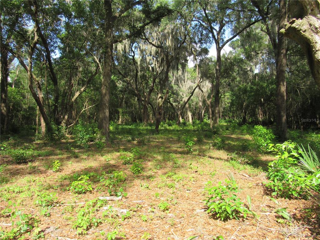 A wooded lot with tall trees draped in Spanish moss and low-lying ground vegetation — OAK VALLEY DRIVE, DELAND, FL