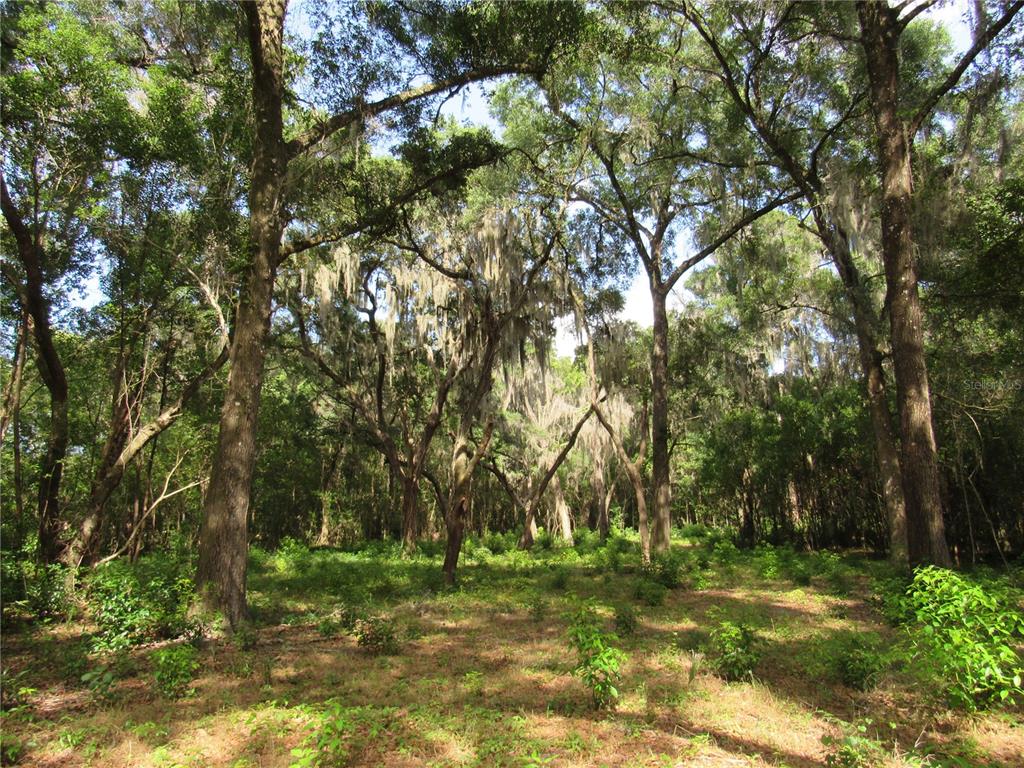 A wooded lot features tall trees draped with Spanish moss over a grassy forest floor — OAK VALLEY DRIVE, DELAND, FL