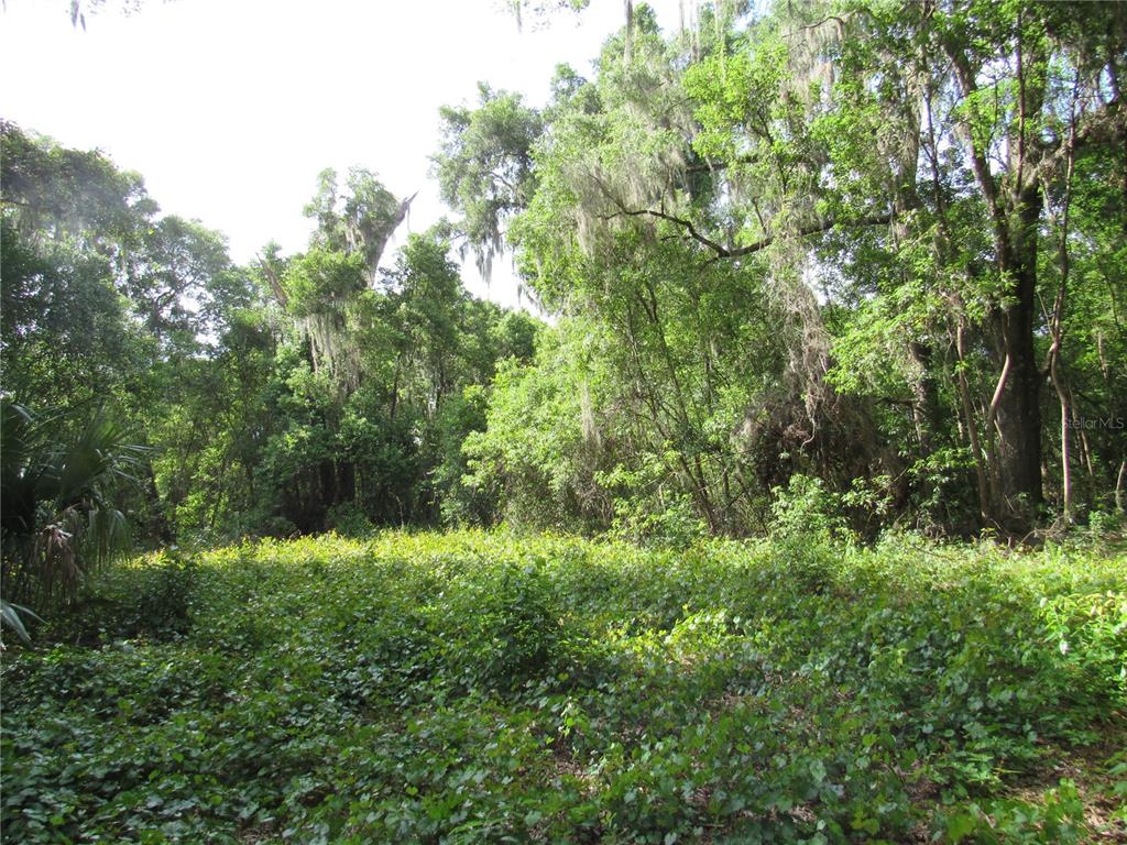 A dense, wooded lot covered in low-lying green vegetation under a canopy of tall trees — OAK VALLEY DRIVE, DELAND, FL