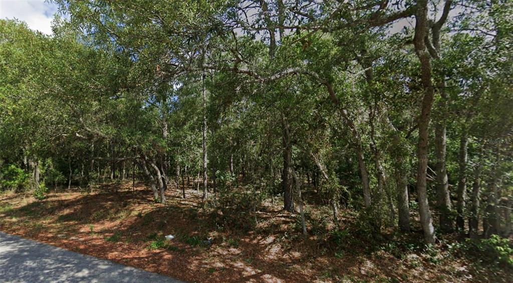 A wooded, undeveloped lot with mature trees sits adjacent to a paved road — 0 TODD TRAIL, SPRING HILL, FL