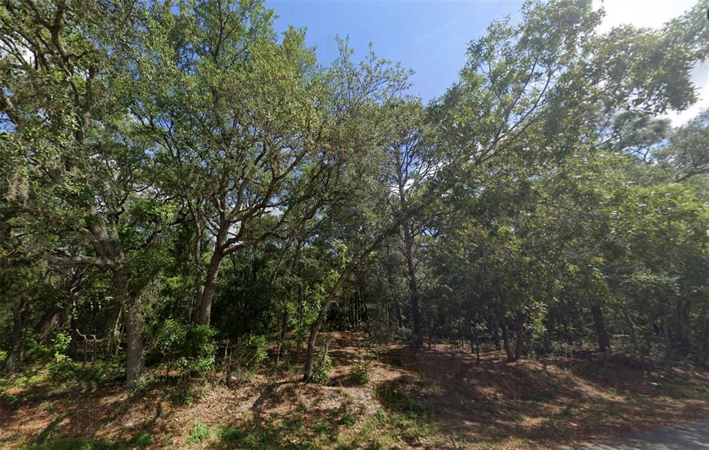 A wooded lot with mature trees and dappled sunlight on the ground — 0 TODD TRAIL, SPRING HILL, FL