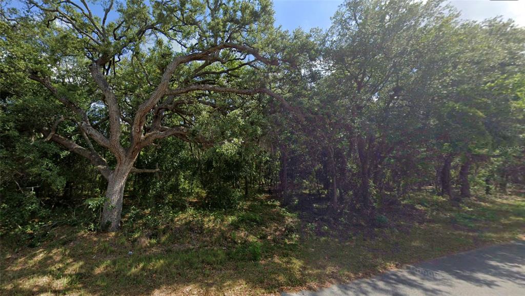 A wooded lot with mature oak trees sits next to a paved road — 0 TODD TRAIL, SPRING HILL, FL