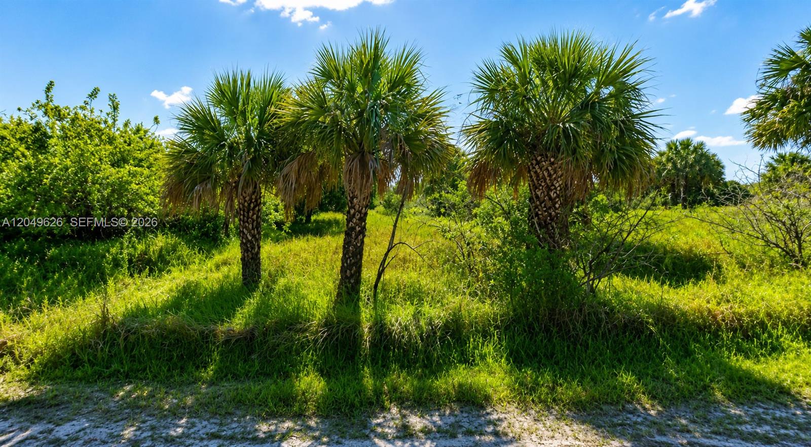 Three palm trees stand in a grassy, overgrown field under a bright blue sky — 2129 ALWAR AVE SW, Palm Bay FL 32908, PALM BAY, FL