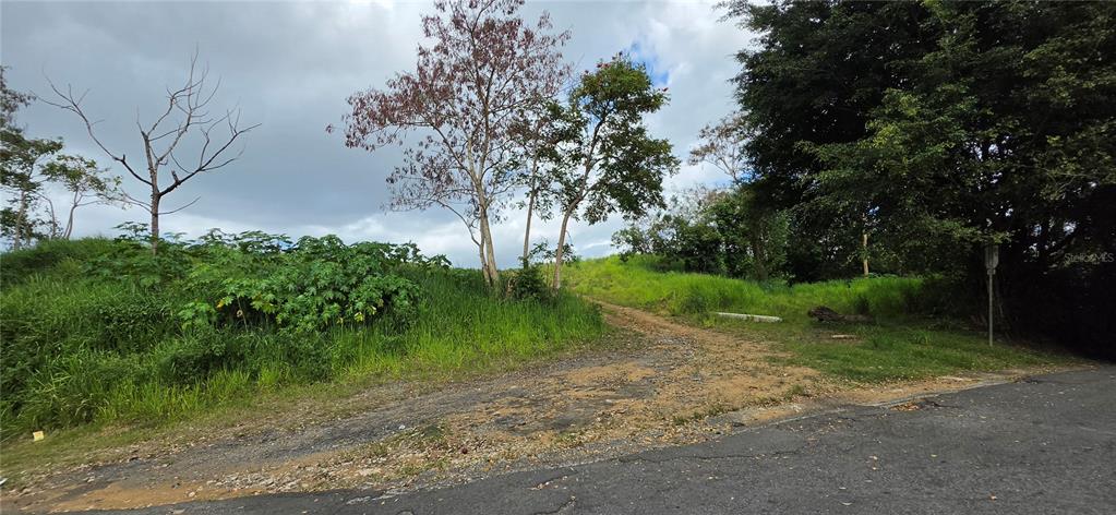 A dirt path leads from an asphalt road into a grassy, tree-filled vacant lot — BO MARTIN GONZALEZ CALLE CAMPECHE, CAROLINA, PR