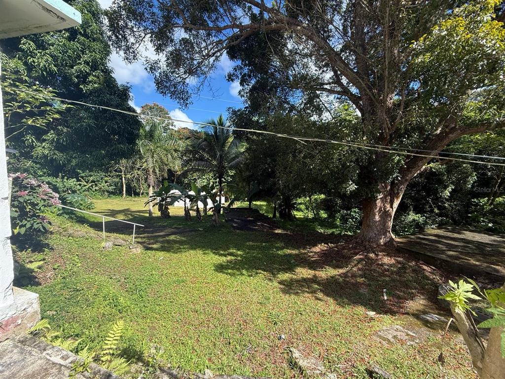 A grassy backyard features a large tree, palm trees, and a concrete path — 910 CAMINO LAS FLORES, HUMACAO, PR
