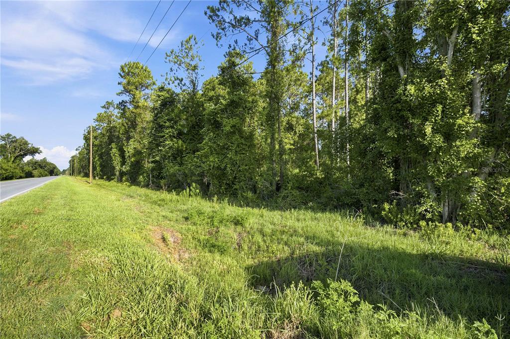 A grassy roadside verge borders a dense line of tall trees under a blue sky — 0 E HIGHWAY 318, CITRA, FL