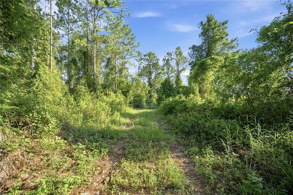A dirt path leads through a wooded area toward a metal gate in the distance — 0 E HIGHWAY 318, CITRA, FL