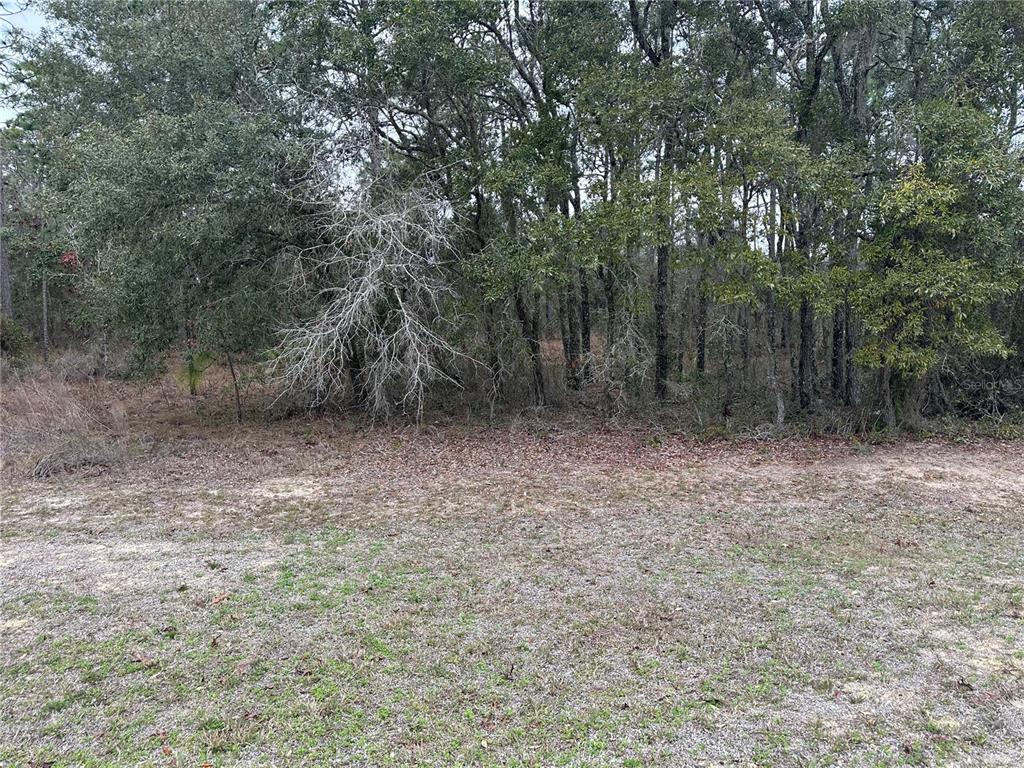 A view of a grassy clearing leading to a dense line of trees — 0000 SE 123 RD TERRACE, MORRISTON, FL
