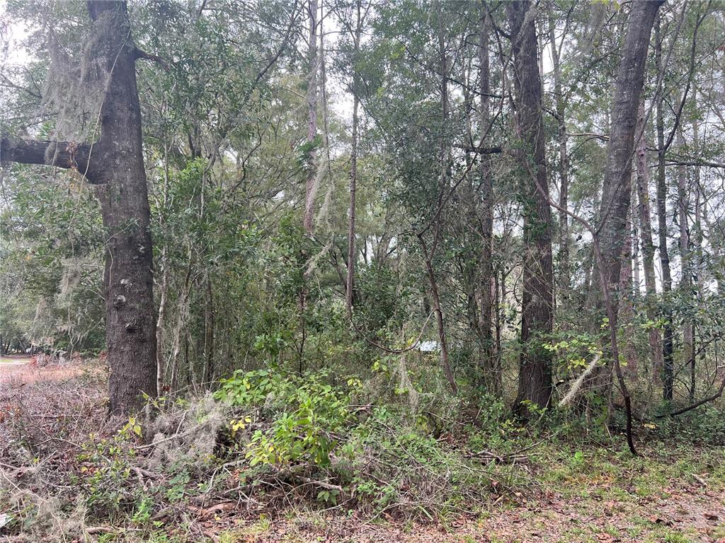 A wooded lot with tall trees and dense undergrowth covered in Spanish moss — 00 NW 187TH ROAD, HIGH SPRINGS, FL