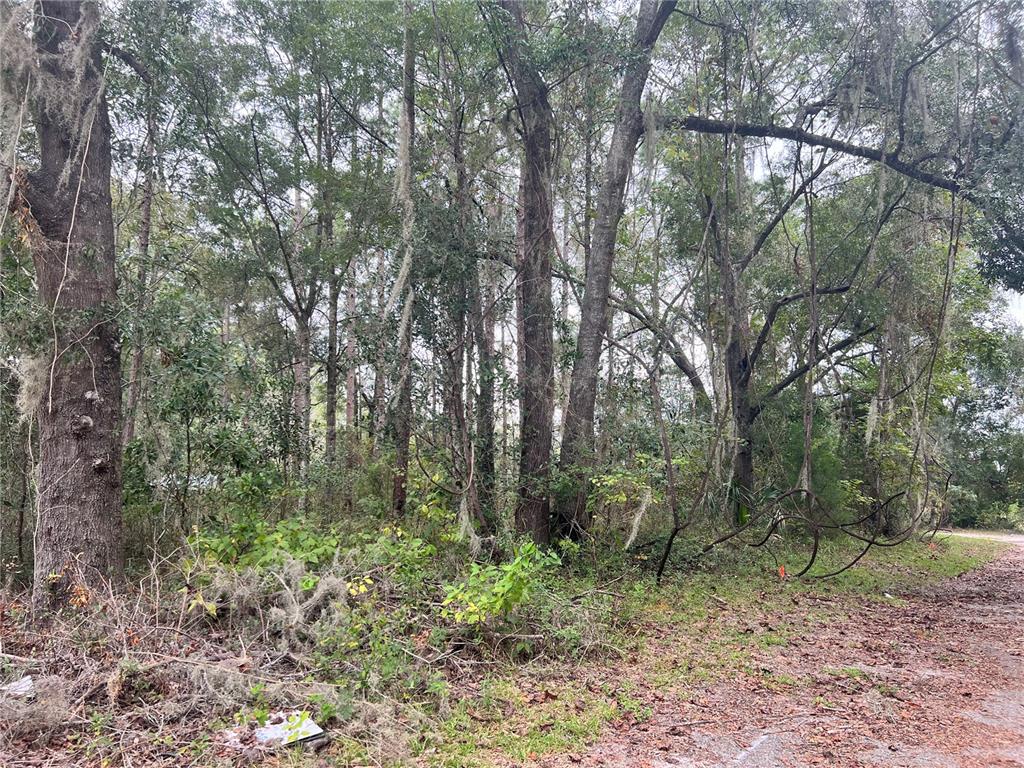 A wooded lot with tall trees and Spanish moss borders a dirt road — 00 NW 187TH ROAD, HIGH SPRINGS, FL