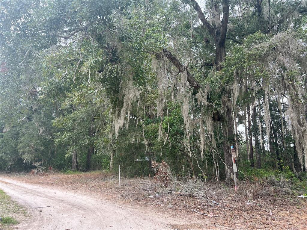 A dirt road runs alongside a wooded lot featuring large trees draped in Spanish moss — 00 NW 187TH ROAD, HIGH SPRINGS, FL