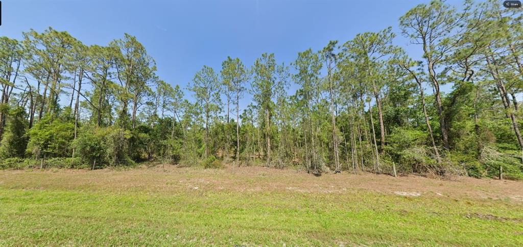 A grassy lot features a dense line of tall pine trees and thick underbrush — RIVER RANCH BOULEVARD, LAKE WALES, FL