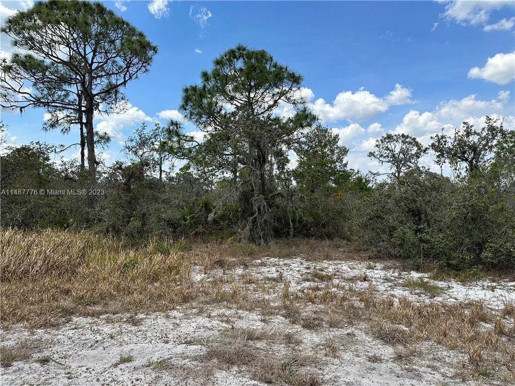 A sandy, undeveloped lot features scattered pine trees and dense native brush under a sky — 5128 Coruna Avenue, Sebring FL 33872, SEBRING, FL