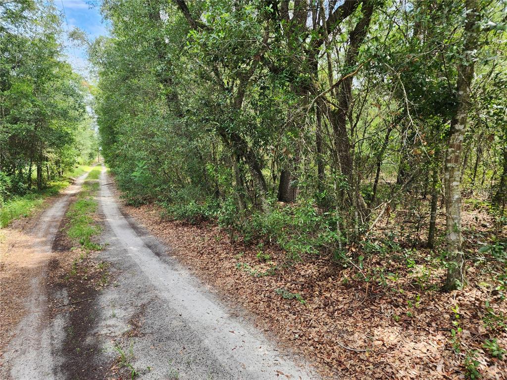 A dirt road runs alongside a dense, wooded area with many trees and fallen leaves — 10920 SW 105TH STREET, OCALA, FL