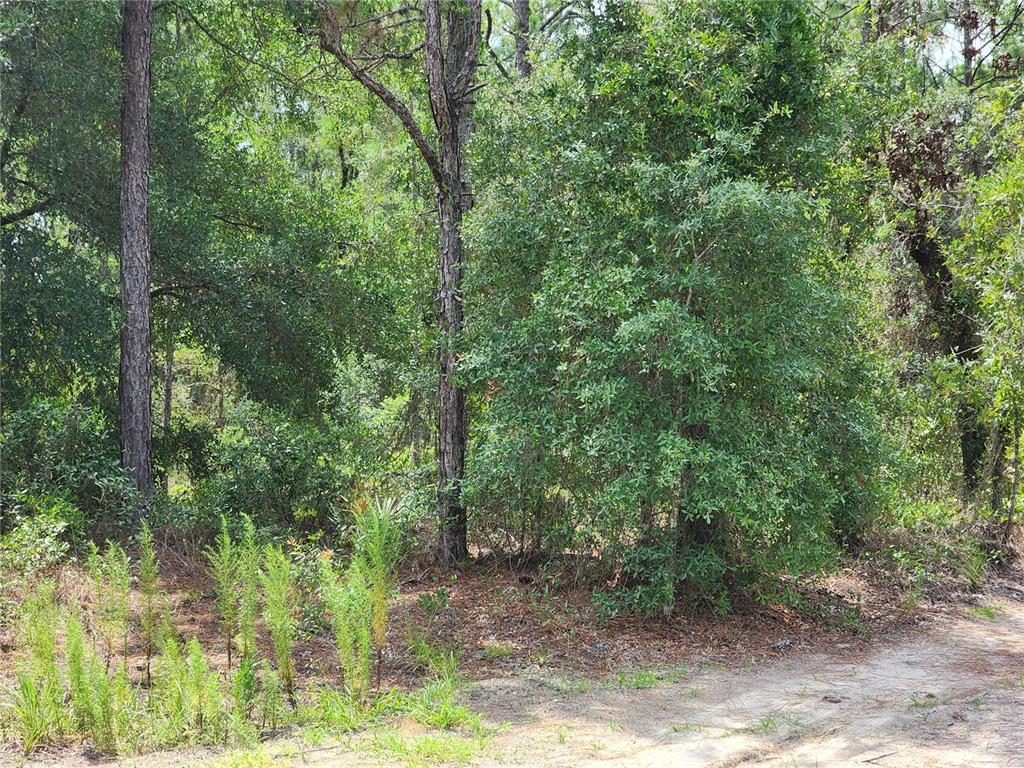 A wooded lot with tall pine trees and dense underbrush along a dirt path — 10920 SW 105TH STREET, OCALA, FL