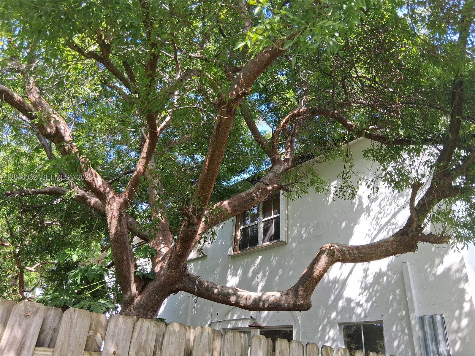 A large tree with spreading branches stands next to the white exterior of a house — 1044 NE 30th Ave, Homestead FL 33033, HOMESTEAD, FL