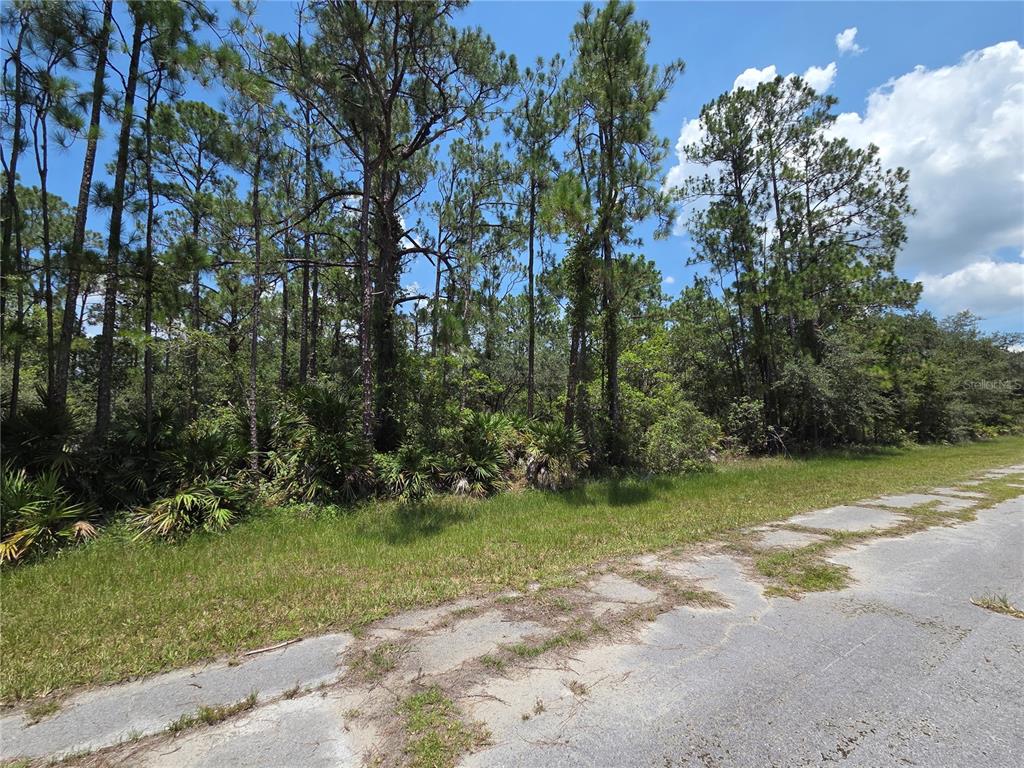 A paved road runs alongside a wooded lot with tall pine trees and palmetto bushes — 0 ALLAMANDA DR, INDIAN LAKE ESTATES, FL