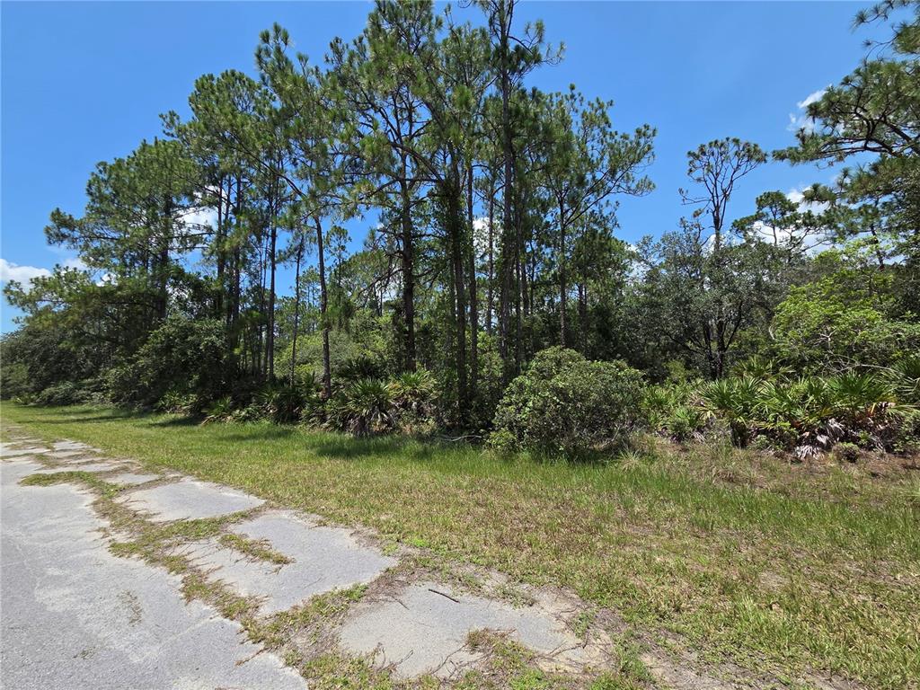 A paved road runs alongside a wooded lot with tall pine trees and dense undergrowth — 0 ALLAMANDA DR, INDIAN LAKE ESTATES, FL